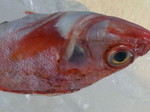 DSC_1211.jpg