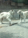 DSC_1515.jpg